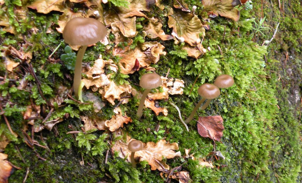 Tra muschio e licheni